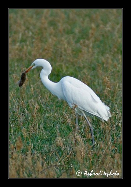 Aigrette attrappant un mulot