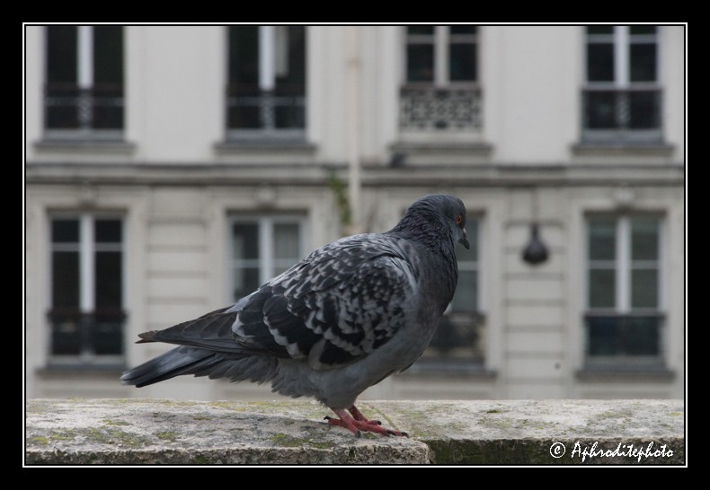 Pigeon